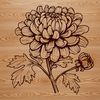 A detailed illustration of a blooming Chrysanthemum flower with multiple petals in various shades of yellow and orange.