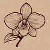 A colorful illustration of a delicate orchid flower with intricate details.