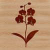 A detailed, flat illustration of a single orchid flower with delicate petals and a slender stem.