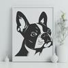 Adorable Boston Terrier Portrait Close-up portrait of a Boston Terrier dog's head.
