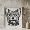 Stunning Yorkshire Terrier Image