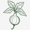A simple line art illustration of a radish.