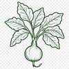 A simple, detailed illustration of a radish root vegetable.