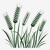 A vector illustration of a wheat stalk, ideal for digital use in various formats.