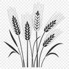 A stylized illustration of a wheat plant, suitable for various digital applications.