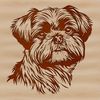 Beautiful Shih Tzu Breed Dog Portrait A small-sized dog breed with a distinctive head shape, often kept as a pet.