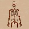 An outline vector representation of a Halloween-themed skeleton figure.