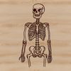 A standing human skeleton depicted in a minimalist style, suitable for vector design.