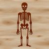 Spooky Skeleton Figure A standing skeleton figure made up of a human body structure, suitable for digital design and crafting projects.