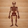 A detailed illustration of a standing human skeleton in various poses.