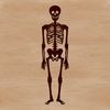 Beautiful Skeleton Illustration for Design A 2D illustration of a standing human skeleton, suitable for vector graphics design.