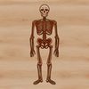 A human body silhouette with skeletal features, suitable for Halloween decorations or artwork.