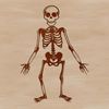 Minimalist Human Skeletal Design A detailed illustration of a standing human skeleton with bold lines and minimalist design.