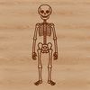 Illustrated 3D human body skeleton in a standing position, suitable for vector art designs.