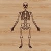 A standing human skeleton illustration created as a vector graphic, suitable for various design applications.