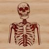 A detailed illustration of a human skeleton in a graphic format, suitable for various designs and crafts.