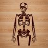 A digital illustration of a standing human skeleton in a simple pose, created as a vector graphic.