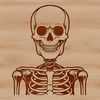 A human skeleton illustration created as an SVG file.