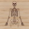 An SVG design featuring a complete human body with bones, ideal for creative projects and designs.