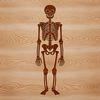 A standing human body skeleton illustrated in a clean line vector design.