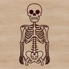 An illustration of a standing human body skeleton, suitable for use in graphic design projects.