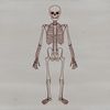 A standing human skeleton illustration in a vector format.