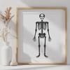 Creative Skeleton In PNG Free Commercial Use Download