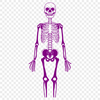 Skeleton In PNGs - Free Commercial Use License