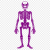 Skeleton Illustration In PNG & SVG - Free Digital Download