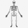 Skeleton In PNG For Download, Free Commercial Use