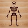 A graphic representation of a human skeleton with bones clearly labeled, ideal for vector art projects and commercial use.