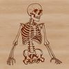 Vector Human Skeleton Illustration A detailed illustration of a human skeleton in vector format, suitable for graphic design and digital cutting tools.