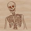 Bold Skeleton Illustration A detailed illustration of a human skeleton with bold lines and minimal shading, ideal for vector art projects.