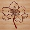 Vector Art of Cherry Blossoms Blooming Illustrated vector art of a cherry blossom flower in bloom