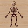 A standing human skeleton made up of bones in a simplified form.