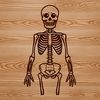 A beautiful standing skeleton illustration A detailed illustration of a standing human skeleton, suitable for use in graphic design projects.