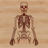 A free-standing human skeleton in 2D vector form.