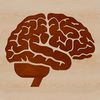 Anatomical illustration of the human brain, vector graphic design