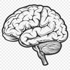 Free Brain In PNG - For Free Download, Commercial Use