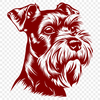 Beautiful Miniature Schnauzer PNG