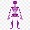 Stunning Skeleton Clip Art In PNG For Free Download