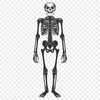 Standing Skeleton Digital Art - Free PNG