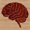 Brain Anatomy Illustration Vector Art Anatomic illustration of the human brain in a simplified vector design.