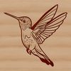 Close-up illustration of a hummingbird's head and body, showcasing its distinctive plumage.