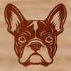 French Bulldog Breed Characteristics A playful French Bulldog breed with distinctive facial features.