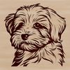 White Fawn Havanese Close-up Portrait Close-up portrait of a white and fawn-colored Havanese with expressive facial features.