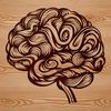 A detailed diagram of the human brain's anatomy, created as a vector graphic.