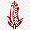 Illustrative corn graphic for vector art projects.