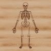 Spooky Skeleton SVG A standing skeleton with exposed human body parts, suitable as vector art for Halloween decorations or designs.