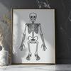 Beautiful Skeleton Vector Image - Free PDF